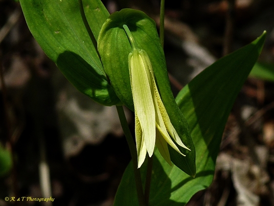 {Uvularia perfoliata}